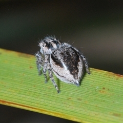 Maratus plumosus at Uriarra Village, ACT - 22 Oct 2024