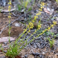 Stackhousia viminea (Slender Stackhousia) at Penrose, NSW - 22 Oct 2024 by Aussiegall