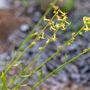 Stackhousia viminea at Penrose, NSW - 22 Oct 2024