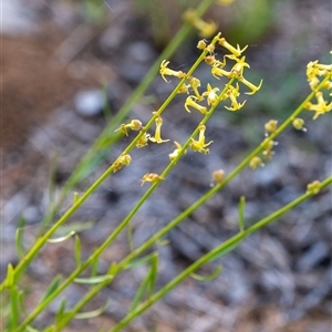 Stackhousia viminea at Penrose, NSW - suppressed