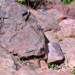 Pseudonaja textilis at Acton, ACT - 22 Oct 2024