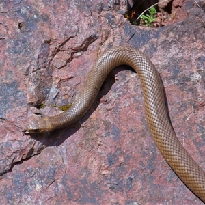 Pseudonaja textilis at Acton, ACT - 22 Oct 2024