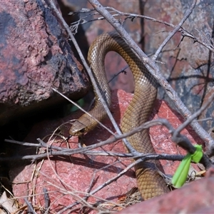 Pseudonaja textilis at Acton, ACT - 22 Oct 2024