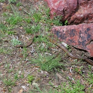 Pseudonaja textilis at Acton, ACT - 22 Oct 2024