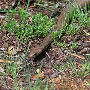 Pseudonaja textilis at Acton, ACT - 22 Oct 2024