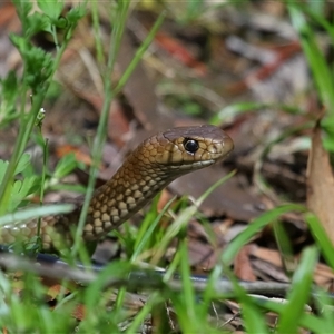 Pseudonaja textilis at Acton, ACT - 22 Oct 2024