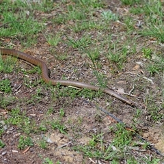 Pseudonaja textilis at Acton, ACT - 22 Oct 2024