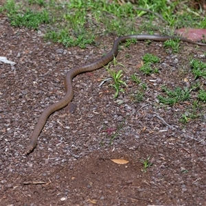 Pseudonaja textilis at Acton, ACT - 22 Oct 2024