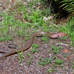 Pseudonaja textilis at Acton, ACT - 22 Oct 2024