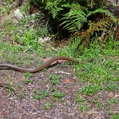 Pseudonaja textilis at Acton, ACT - 22 Oct 2024