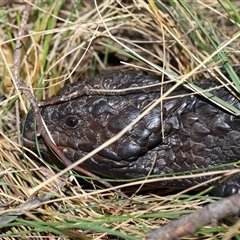 Tiliqua rugosa (Shingleback Lizard) at Hackett, ACT - 5 Oct 2024 by TimL