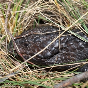 Tiliqua rugosa at Hackett, ACT - 5 Oct 2024