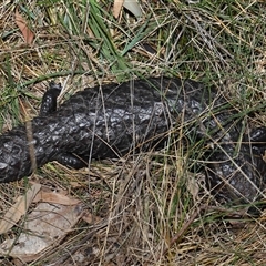 Tiliqua rugosa at Hackett, ACT - 5 Oct 2024