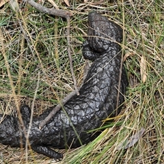 Tiliqua rugosa at Hackett, ACT - 5 Oct 2024