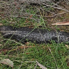 Tiliqua rugosa at Hackett, ACT - 5 Oct 2024