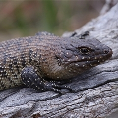 Egernia cunninghami (Cunningham's Skink) at Hackett, ACT - 5 Oct 2024 by TimL