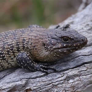 Egernia cunninghami at Hackett, ACT - 5 Oct 2024 12:51 PM