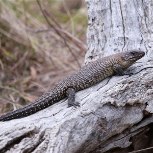 Egernia cunninghami at Hackett, ACT - 5 Oct 2024 12:51 PM