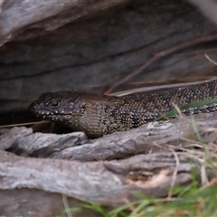 Egernia cunninghami at Hackett, ACT - 5 Oct 2024 12:51 PM