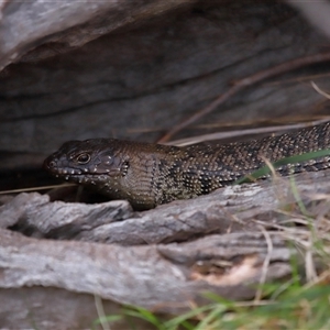 Egernia cunninghami at Hackett, ACT - 5 Oct 2024