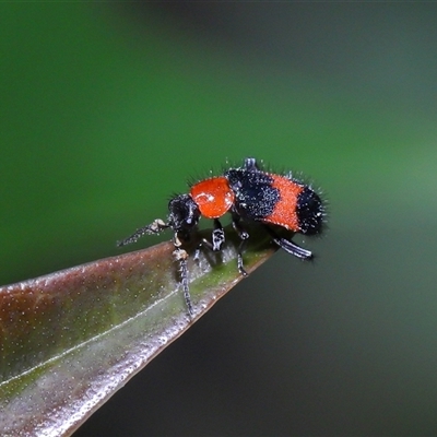 Dicranolaius cinctus (Notched-leg Red & Blue Flower Beetle) at Acton, ACT - 22 Oct 2024 by TimL