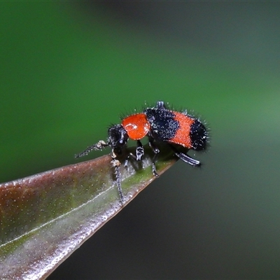 Dicranolaius bellulus (Red and Blue Pollen Beetle) at Acton, ACT - 22 Oct 2024 by TimL