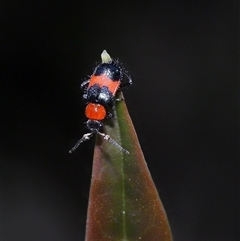 Dicranolaius bellulus at Acton, ACT - 22 Oct 2024