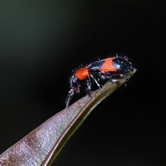 Dicranolaius bellulus at Acton, ACT - 22 Oct 2024