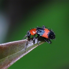 Dicranolaius bellulus at Acton, ACT - 22 Oct 2024