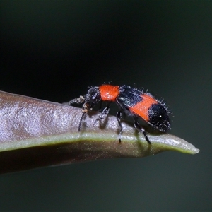 Dicranolaius bellulus at Acton, ACT - 22 Oct 2024