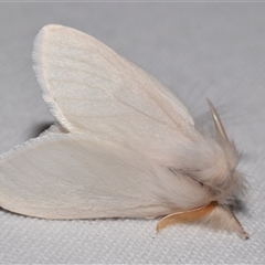 Trichiocercus (genus) (A Noctuid moth) at Jerrabomberra, NSW - 22 Oct 2024 by DianneClarke