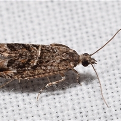 Holocola triangulana (A Tortricid Moth) at Jerrabomberra, NSW - 20 Oct 2024 by DianneClarke