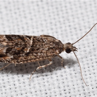 Holocola triangulana (A Tortricid Moth) at Jerrabomberra, NSW - 20 Oct 2024 by DianneClarke