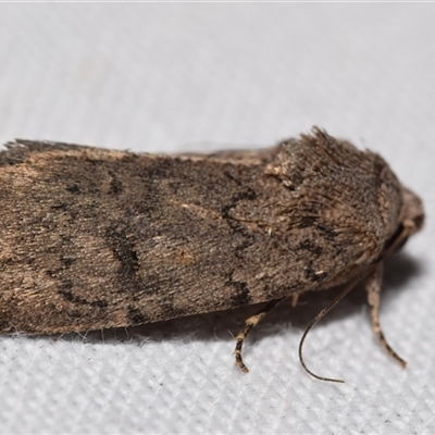 Noctuidae (family) at Jerrabomberra, NSW - 20 Oct 2024 by DianneClarke