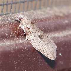 Isotenes miserana (Orange Fruit Borer) at Turner, ACT - 17 Sep 2024 by ConBoekel