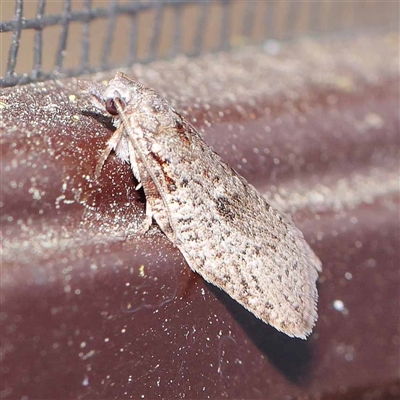 Isotenes miserana (Orange Fruit Borer) at Turner, ACT - 17 Sep 2024 by ConBoekel