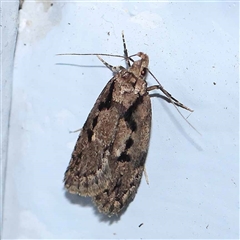Barea bathrochorda (A Concealer moth (Barea group) at Turner, ACT - 18 Sep 2024 by ConBoekel