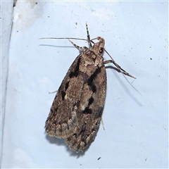 Barea bathrochorda (A Concealer moth) at Turner, ACT - 18 Sep 2024 by ConBoekel