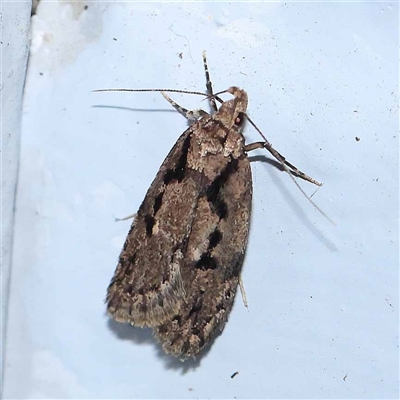 Barea bathrochorda (A Concealer moth (Barea group) at Turner, ACT - 18 Sep 2024 by ConBoekel