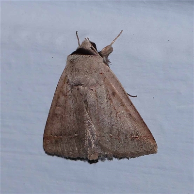 Pantydia (genus) (An Erebid moth) at Turner, ACT - 19 Sep 2024 by ConBoekel