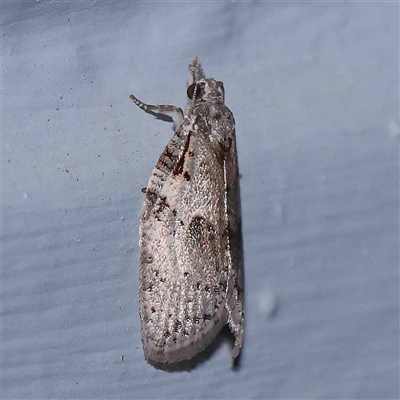 Isotenes miserana (Orange Fruit Borer) at Turner, ACT - 19 Sep 2024 by ConBoekel