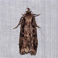 Barea bathrochorda (A Concealer moth (Barea group) at Turner, ACT - 19 Sep 2024 by ConBoekel
