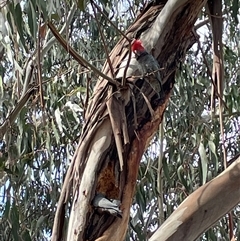 Callocephalon fimbriatum (Gang-gang Cockatoo) at Dickson, ACT - 16 Aug 2024 by Lisa.Jok