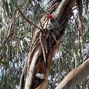 Callocephalon fimbriatum at Dickson, ACT - suppressed