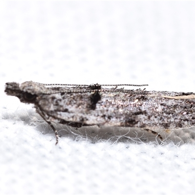 Olethreutinae (subfamily) by DianneClarke