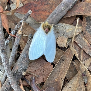 Trichiocercus sparshalli at Higgins, ACT - 22 Oct 2024