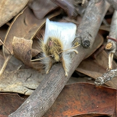 Trichiocercus sparshalli at Higgins, ACT - 22 Oct 2024 05:13 PM