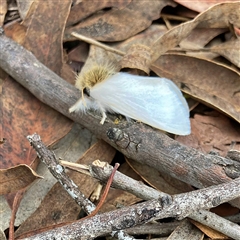 Trichiocercus sparshalli at Higgins, ACT - 22 Oct 2024