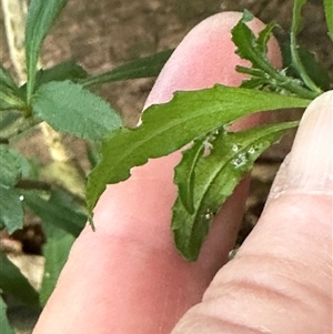 Melicytus dentatus at Kangaroo Valley, NSW - suppressed