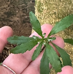 Melicytus dentatus at Kangaroo Valley, NSW - suppressed